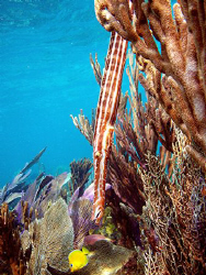 Trumpet fish by A.j Saunders 